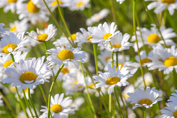 Wild daisy flowers growing on meadow, lawn, white chamomiles on green grass background. Oxeye daisy, Leucanthemum vulgare, Daisies, Common daisy, Dog daisy, Gardening concept.