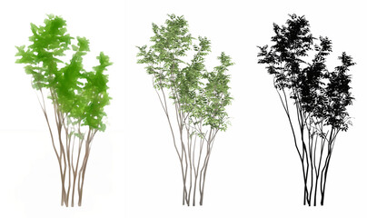 Set or collection of Japanese Sapphireberry trees, painted, natural and as a black silhouette on white background. Conceptual 3d illustration for nature, ecology and conservation, strength, beauty