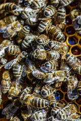 Macro photo of working bees on honeycombs.Beautiful honeycomb with bees close-up.Honey cell with bees.Beekeeping and honey production image.