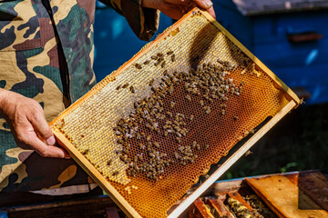 The beekeeper holds a frame with honey, and bees.Beekeeper is working with bees and beehives on the...