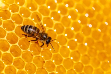 Fotobehang Macro photo of working bees on honeycombs.Beautiful honeycomb with bees close-up.Honey cell with bees.Beekeeping and honey production image. © bukhta79
