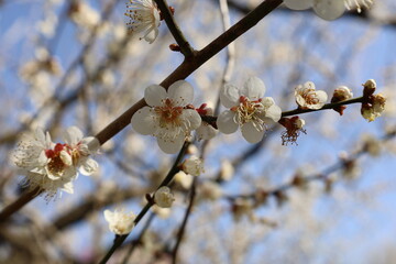 日本の水戸偕楽園　白い梅の花