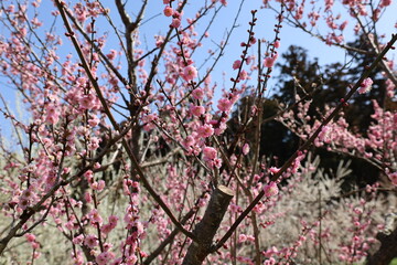 日本の水戸偕楽園　ピンクの梅の花