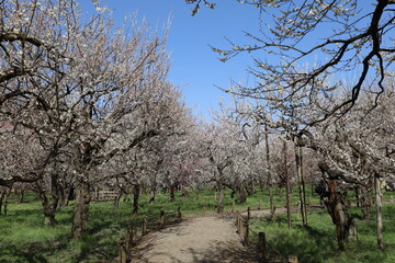 日本の水戸偕楽園の梅林　梅の花