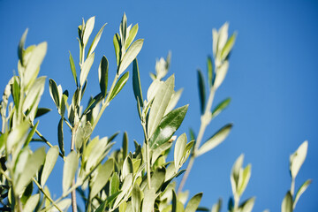 Close-up of olive branch in blue sky.