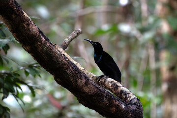 Magnificent riflebird or Ptiloris magnificus seen in Nimbokrang in West Papua