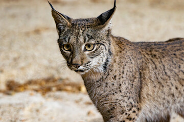 Iberian Lynx, rarest feline on earth