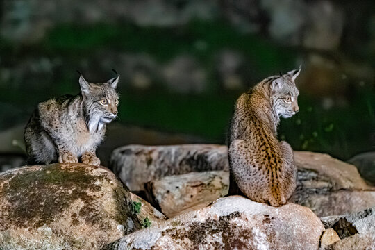 Iberian Lynx, rarest feline on earth