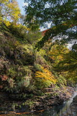 Fototapeta na wymiar 日本　秋田県湯沢市の小安峡の河原湯橋と紅葉した木々と蒸気をあげる大噴湯