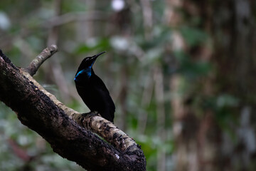 Magnificent riflebird or Ptiloris magnificus seen in Nimbokrang in West Papua