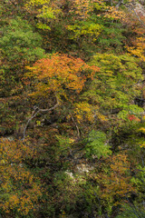 日本　秋田県湯沢市の小安峡の紅葉