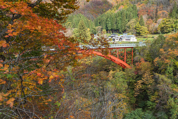 Fototapeta premium 日本 秋田県湯沢市の小安峡の河原湯橋と紅葉した木々