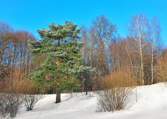 Pine tree at the forest edge on a clear winter day