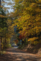Naklejka premium 日本 秋田県湯沢市の三途川橋脇の紅葉