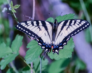 Beautiful butterfly