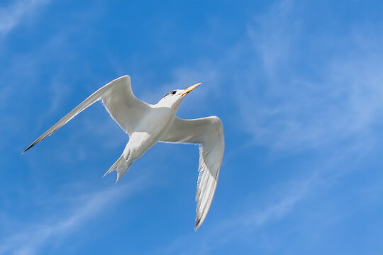 Low angle view of a White-fronted Tern (Sterna striata) in flight, Australia