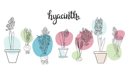 Collection of flowers hyacinths. - 725461398
