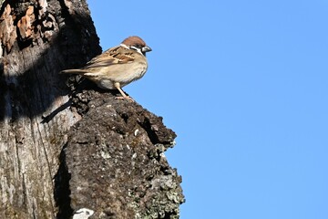 木の幹に止まるスズメ