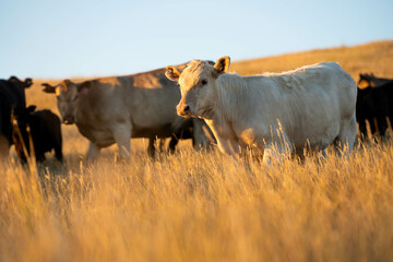 beautiful cattle in Australia  eating grass, grazing on pasture. Herd of cows free range beef being...