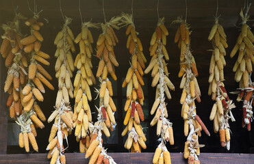 Dried corn cobs. Dried Corns hanging on rustic wall close up
