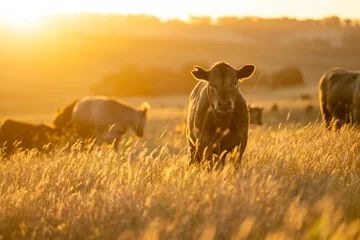 Fotobehang beautiful cattle in Australia  eating grass, grazing on pasture. Herd of cows free range beef being regenerative raised on an agricultural farm. Sustainable farming of food crops. Cow in field  © Phoebe