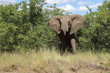 Fototapete Rund Afrikanischer Elefant / African elephant / Loxodonta africana.... © Ludwig