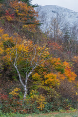 日本　秋田県湯沢市の川原毛地獄の紅葉