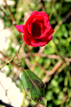 Grose Rouge