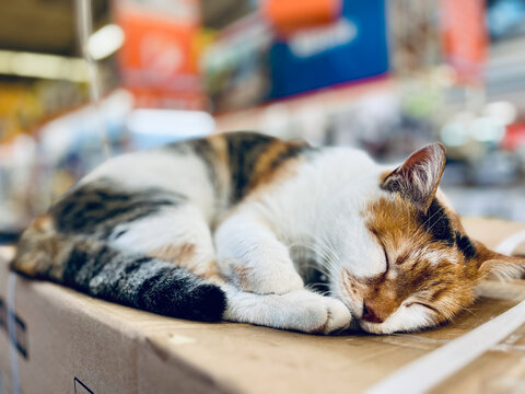 Close-up of a calico cat sleeping on a cardboard box in a shop