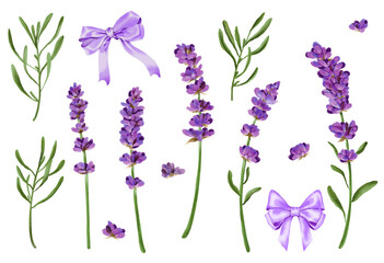 lavender flowers isolated on white watercolor 
