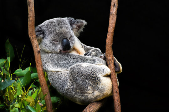 Close-up Portrait of a koala sleeping in a eucalyptus tree, Australia