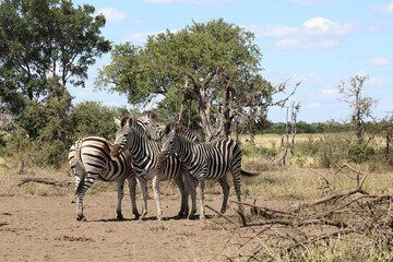 Obraz premium Steppenzebra / Burchell's zebra / Equus quagga burchellii