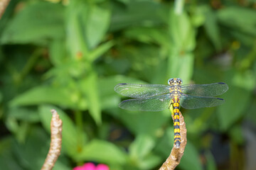 Yellow and black patterned blue-eyed dragonfly on a branch (Stylurus scudderi, zebra clubtail)