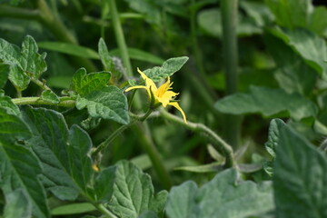 Tomato flower. Yellow tomato flowers in an organic garden.Tomato plant in flowering stage. Vegetable flower.