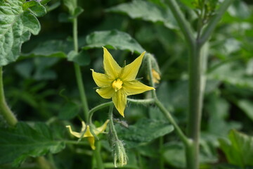 Tomato flower. Yellow tomato flowers in an organic garden.Tomato plant in flowering stage. Vegetable flower.