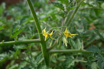 Tomato flower. Yellow tomato flowers in an organic garden.Tomato plant in flowering stage. Vegetable flower.