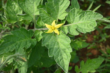 Tomato flower. Yellow tomato flowers in an organic garden.Tomato plant in flowering stage. Vegetable flower.