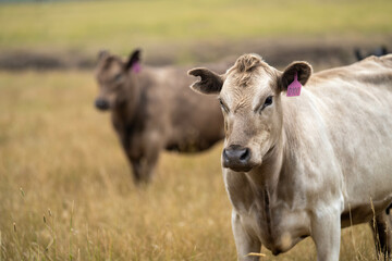 beautiful cattle in Australia  eating grass, grazing on pasture. Herd of cows free range beef being regenerative raised on an agricultural farm. Sustainable farming of food crops. Cow in field 