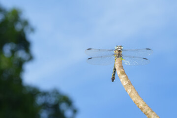 Yellow and black patterned blue-eyed dragonfly on a branch (Stylurus scudderi, zebra clubtail)