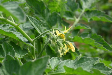 Tomato flower. Yellow tomato flowers in an organic garden.Tomato plant in flowering stage. Vegetable flower.