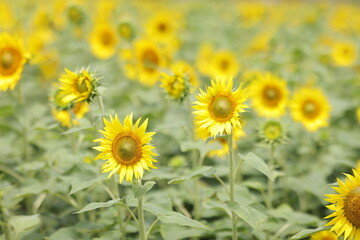 The sunflowers and flowers in the garden of Mysore palace