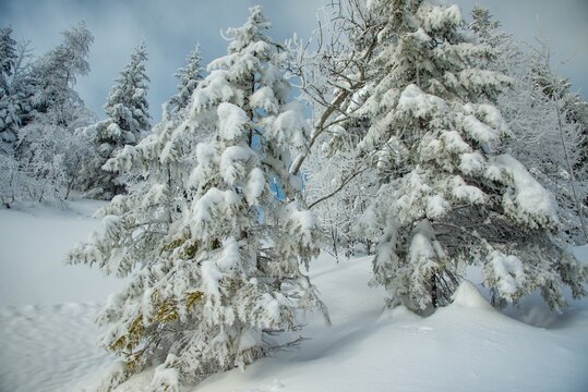 Snow covered forest landscape in winter, Ibergeregg Pass, Schwyz, Switzerland