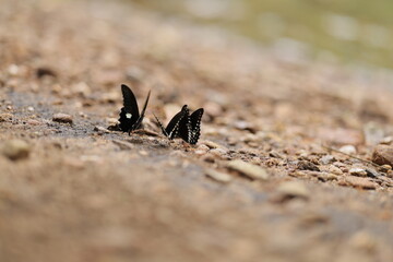 Butterflies enjoying near river