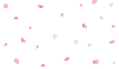 Cherry blossom petals falling on a transparent background
