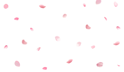 Meubelstickers Cherry blossom petals falling on a transparent background © PJang