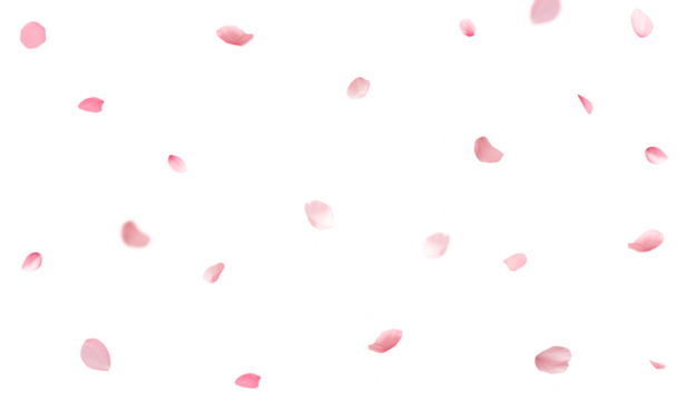 Cherry blossom petals falling on a transparent background