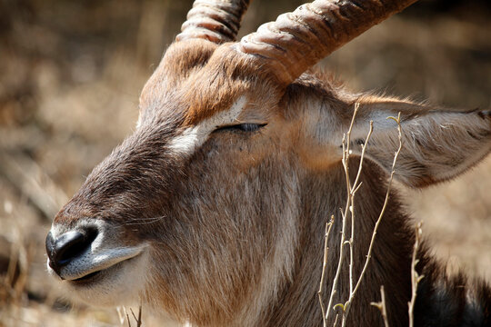 Close-up portrait of a Waterbuck in the bush, Kruger National Park, South Africa