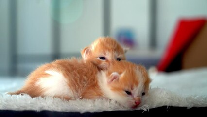 Newborn baby red cat sleeping on funny pose. Group of small cute ginger kitten. Sleep cozy nap time. Comfortable pets sleep at cozy home. Cute funny home pets. Domestic animal Young kittens. 4k video