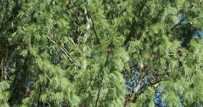 Bhutan pine or pinus wallichiana with its spreading branches and twigs covered blue-green soft and feathery foliage needles-like and buff-brown cones sawing in the wind
