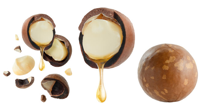 Set of macadamia nuts and oil dripping, isolated on white background. 